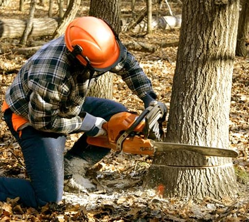 Tree Removal in Deersville, OH